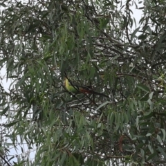 Platycercus eximius at Lyons, ACT - 16 Mar 2024 11:12 AM