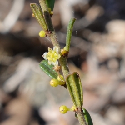 Phyllanthus occidentalis (Thyme Spurge) at Bango, NSW - 19 Jul 2023 by RobG1