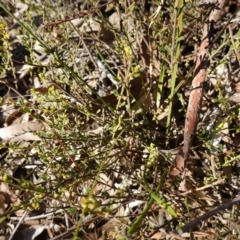 Phyllanthus occidentalis at Bango Nature Reserve - 19 Jul 2023 02:47 PM