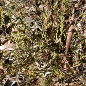 Phyllanthus occidentalis at Bango Nature Reserve - 19 Jul 2023 02:47 PM