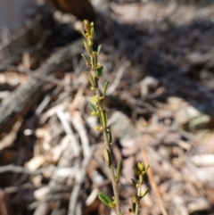 Phyllanthus occidentalis at Bango Nature Reserve - 19 Jul 2023 02:47 PM