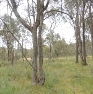Eucalyptus macrorhyncha at Mulligans Flat - 4 Nov 2023