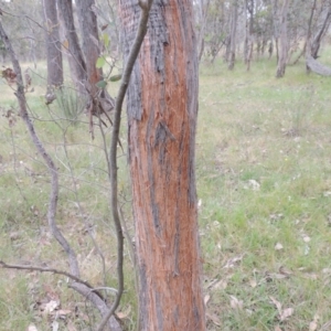Eucalyptus macrorhyncha at Mulligans Flat - 4 Nov 2023