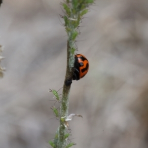 Coccinella transversalis at Lyons, ACT - 14 Mar 2024 12:53 PM