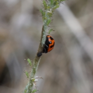 Coccinella transversalis at Lyons, ACT - 14 Mar 2024 12:53 PM