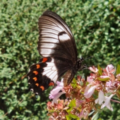 Papilio aegeus (Orchard Swallowtail, Large Citrus Butterfly) at Braidwood, NSW - 21 Mar 2024 by MatthewFrawley