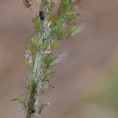 Aphididae (family) (Unidentified aphid) at Lyons, ACT - 14 Mar 2024 by ran452