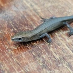 Lampropholis delicata (Delicate Skink) at Braidwood, NSW - 21 Mar 2024 by MatthewFrawley