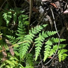 Histiopteris incisa (Bat's-Wing Fern) at Uriarra Village, ACT - 21 Mar 2024 by Rebeccaryanactgov