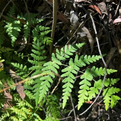 Histiopteris incisa (Bat's-Wing Fern) at suppressed - 21 Mar 2024 by Rebeccaryanactgov