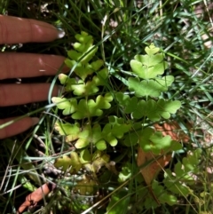 Histiopteris incisa at Namadgi National Park - suppressed