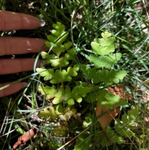 Histiopteris incisa at Namadgi National Park - suppressed