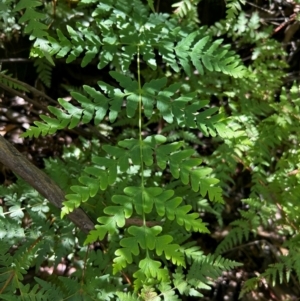 Histiopteris incisa at Namadgi National Park - suppressed