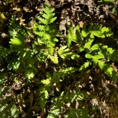 Histiopteris incisa at Namadgi National Park - suppressed