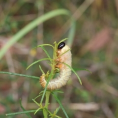 Perginae sp. (subfamily) (Unidentified pergine sawfly) at Lyons, ACT - 15 Mar 2024 by ran452