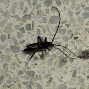 Phoracanthini sp. (tribe) at University of Canberra - 21 Mar 2024 01:37 PM