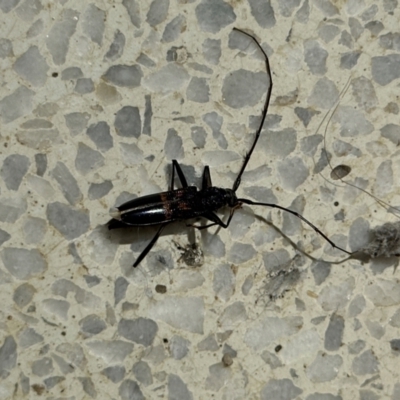 Phoracanthini sp. (tribe) (A round-neck long-beetle) at University of Canberra - 21 Mar 2024 by HelenaWalker