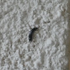 Unverified Earwig (Dermaptera) at Lyons, ACT - 20 Mar 2024 by ran452