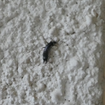 Unverified Earwig (Dermaptera) at Lyons, ACT - 20 Mar 2024 by ran452