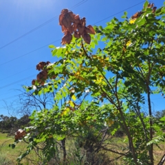 Koelreuteria paniculata (Golden Rain Tree) at Watson Green Space - 21 Mar 2024 by abread111