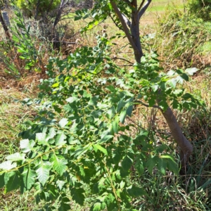 Koelreuteria paniculata at Watson Green Space - 21 Mar 2024 02:06 PM