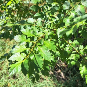 Koelreuteria paniculata at Watson Green Space - 21 Mar 2024 02:06 PM