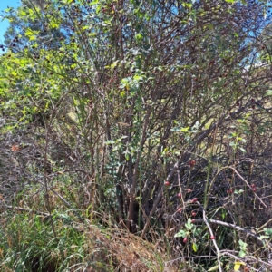 Rosa canina at Watson Green Space - 21 Mar 2024