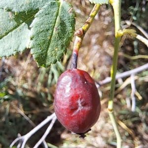 Rosa canina at Watson Green Space - 21 Mar 2024