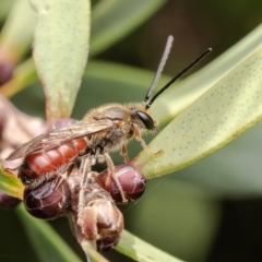 Lasioglossum (Parasphecodes) sp. (genus & subgenus) (Halictid bee) at ANBG - 21 Mar 2024 by Roger