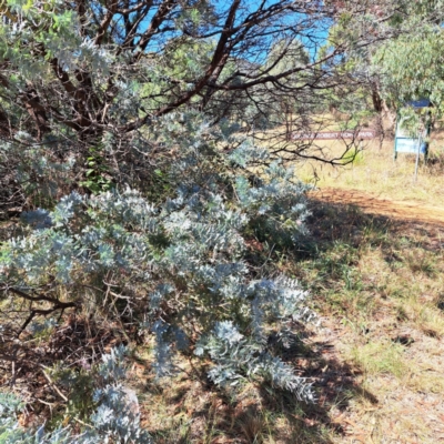 Acacia baileyana (Cootamundra Wattle, Golden Mimosa) at Watson Woodlands - 21 Mar 2024 by abread111
