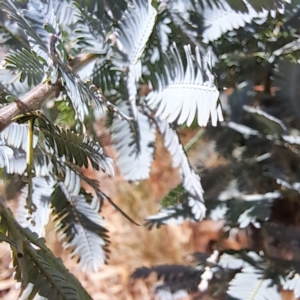 Acacia baileyana at Watson Green Space - 21 Mar 2024