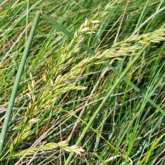 Lolium arundinaceum (Tall Fescue) at Macgregor, ACT - 20 Mar 2024 by WalkYonder