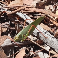 Caedicia simplex (Common Garden Katydid) at Black Mountain - 21 Mar 2024 by Shmoy