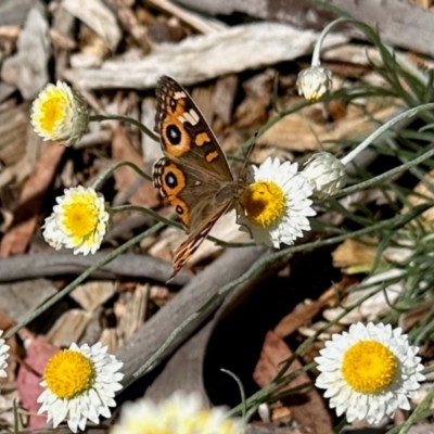 Junonia villida (Meadow Argus) at Aranda, ACT - 16 Mar 2024 by KMcCue