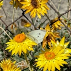 Pieris rapae (Cabbage White) at Aranda, ACT - 16 Mar 2024 by KMcCue