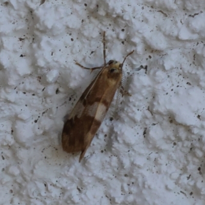 Anestia semiochrea (Marbled Footman) at Lyons, ACT - 21 Mar 2024 by ran452