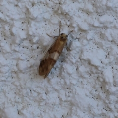 Anestia semiochrea at Lyons, ACT - 21 Mar 2024 04:13 PM