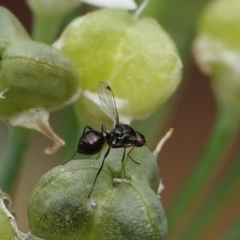 Parapalaeosepsis plebeia (Ant fly) at Hall, ACT - 18 Mar 2024 by Anna123