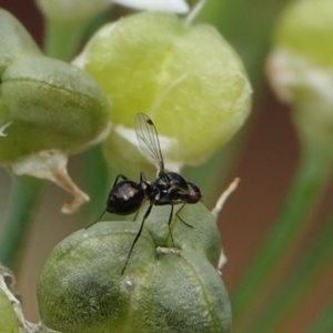 Parapalaeosepsis plebeia at Hall, ACT - 18 Mar 2024 11:00 AM