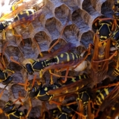 Polistes (Polistes) chinensis (Asian paper wasp) at Strathnairn, ACT - 21 Mar 2024 by Kurt