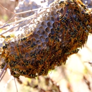 Polistes (Polistes) chinensis at Ginninderry Conservation Corridor - 21 Mar 2024