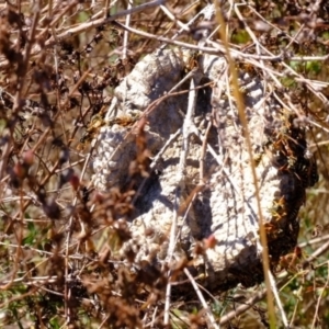 Polistes (Polistes) chinensis at Ginninderry Conservation Corridor - 21 Mar 2024 02:47 PM