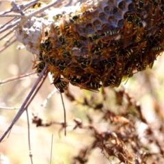 Polistes (Polistes) chinensis at Ginninderry Conservation Corridor - 21 Mar 2024