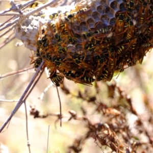 Polistes (Polistes) chinensis at Ginninderry Conservation Corridor - 21 Mar 2024 02:47 PM