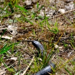 Pseudechis porphyriacus at Ginninderry Conservation Corridor - 21 Mar 2024 03:35 PM