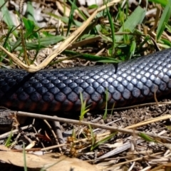 Pseudechis porphyriacus at Ginninderry Conservation Corridor - 21 Mar 2024