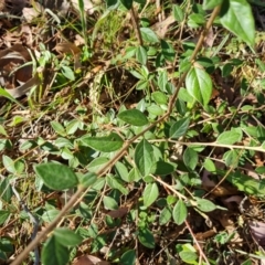 Cotoneaster sp. (Cotoneaster) at Isaacs Ridge - 21 Mar 2024 by Mike