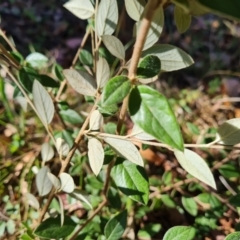 Cotoneaster sp. at Isaacs Ridge and Nearby - 21 Mar 2024