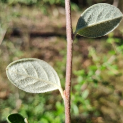 Cotoneaster pannosus (Cotoneaster) at Isaacs Ridge and Nearby - 21 Mar 2024 by Mike