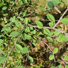 Cotoneaster pannosus at Isaacs Ridge and Nearby - 21 Mar 2024